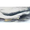 Snowy Albatros (*Diomedea chionoptera*) – Original lithograph by Henrik Grønvold, Mathews (1910–27)