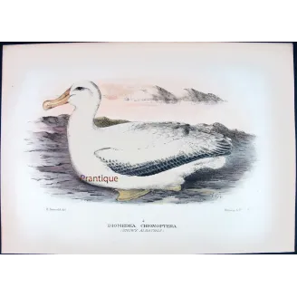 Snowy Albatros – Henrik Grønvold – Antique Print – Australia