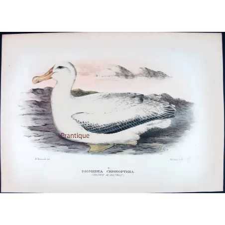 Snowy Albatros – Henrik Grønvold – Antique Print – Australia
