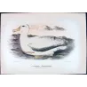 Snowy Albatros (*Diomedea chionoptera*) – Original lithograph by Henrik Grønvold, Mathews (1910–27)