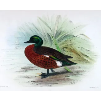 Teal (with Grey Teal) by Grønvold – Birds of Australia