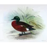 Teal (*Nettion castaneum*) – Original lithograph by Grønvold, Mathews (1910–27)