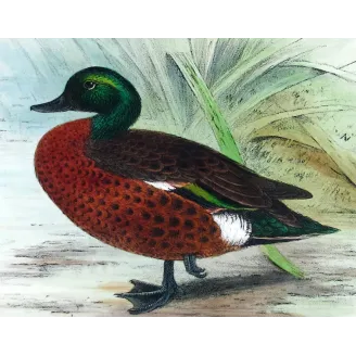 Teal (with Grey Teal) by Grønvold – Birds of Australia