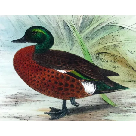 Teal (with Grey Teal) by Grønvold – Birds of Australia
