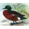Teal (*Nettion castaneum*) – Original lithograph by Grønvold, Mathews (1910–27)