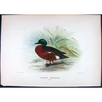 Teal (with Grey Teal) by Grønvold – Birds of Australia