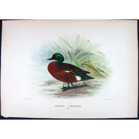 Teal (with Grey Teal) by Grønvold – Birds of Australia