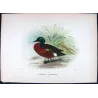 Teal (*Nettion castaneum*) – Original lithograph by Grønvold, Mathews (1910–27)