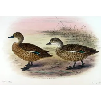 Australian Shoveler by Grønvold – Birds of Australia