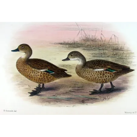 Australian Shoveler by Grønvold – Birds of Australia