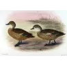 Teal (with Grey Teal) (*Nettion castaneum & Nettion rogersi*) – Original lithograph by Grønvold, Mathews (1910–27)