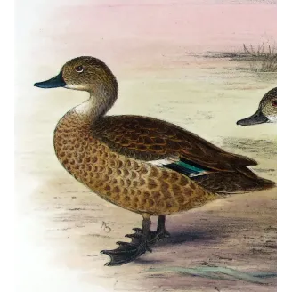 Australian Shoveler by Grønvold – Birds of Australia