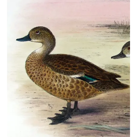 Australian Shoveler by Grønvold – Birds of Australia