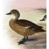 Teal (with Grey Teal) (*Nettion castaneum & Nettion rogersi*) – Original lithograph by Grønvold, Mathews (1910–27)