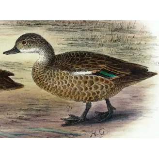 Australian Shoveler by Grønvold – Birds of Australia