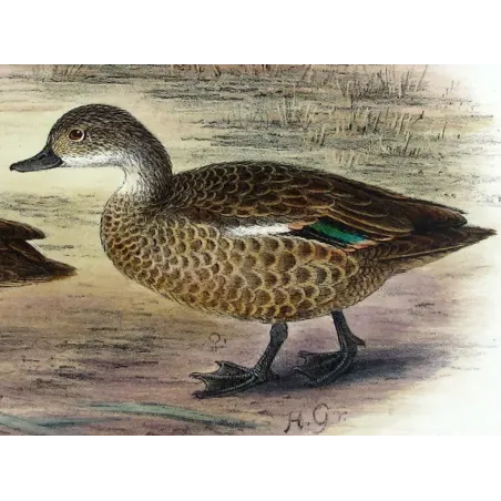 Australian Shoveler by Grønvold – Birds of Australia