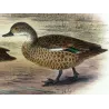 Teal (with Grey Teal) (*Nettion castaneum & Nettion rogersi*) – Original lithograph by Grønvold, Mathews (1910–27)
