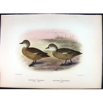 Australian Shoveler by Grønvold – Birds of Australia