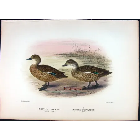 Australian Shoveler by Grønvold – Birds of Australia