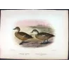 Teal (with Grey Teal) (*Nettion castaneum & Nettion rogersi*) – Original lithograph by Grønvold, Mathews (1910–27)