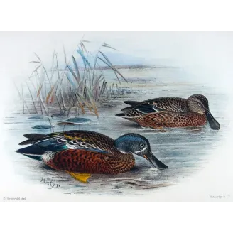 Western Pink-eared Duck by Grønvold – Birds of Australia