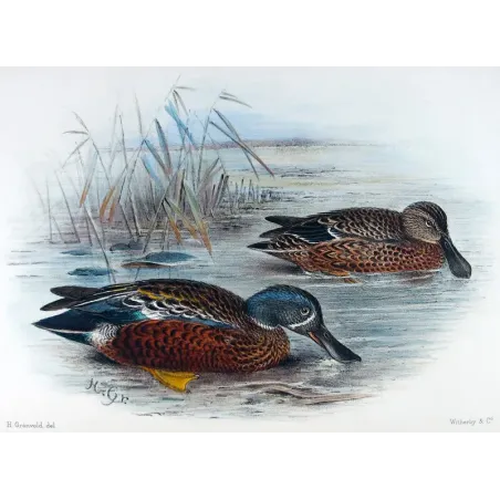 Western Pink-eared Duck by Grønvold – Birds of Australia