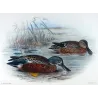 Australian Shoveler (*Spatula rhynchotis*) – Original lithograph by Grønvold, Mathews (1910–27)