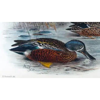 Western Pink-eared Duck by Grønvold – Birds of Australia