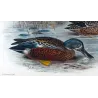 Australian Shoveler (*Spatula rhynchotis*) – Original lithograph by Grønvold, Mathews (1910–27)