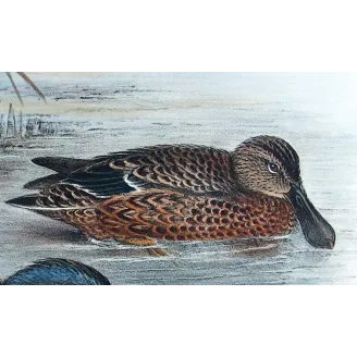 Western Pink-eared Duck by Grønvold – Birds of Australia
