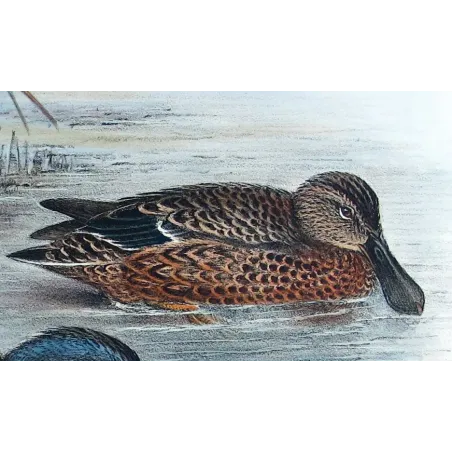 Western Pink-eared Duck by Grønvold – Birds of Australia