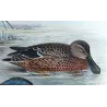 Australian Shoveler (*Spatula rhynchotis*) – Original lithograph by Grønvold, Mathews (1910–27)