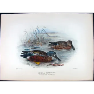 Western Pink-eared Duck by Grønvold – Birds of Australia