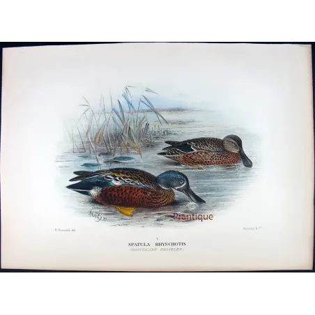 Western Pink-eared Duck by Grønvold – Birds of Australia