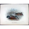 Australian Shoveler (*Spatula rhynchotis*) – Original lithograph by Grønvold, Mathews (1910–27)