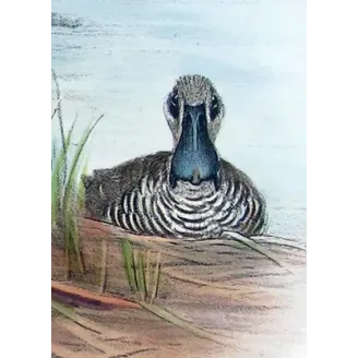 Eastern Freckled Duck by Grønvold – Birds of Australia