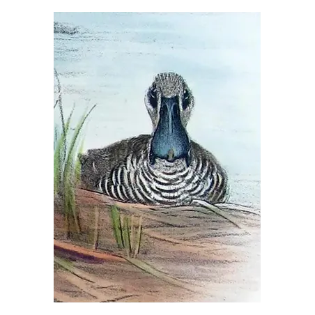 Eastern Freckled Duck by Grønvold – Birds of Australia