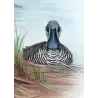 Western Pink-eared Duck (*Malacorhynchus assimilis*) – Original lithograph by Grønvold, Mathews (1910–27)