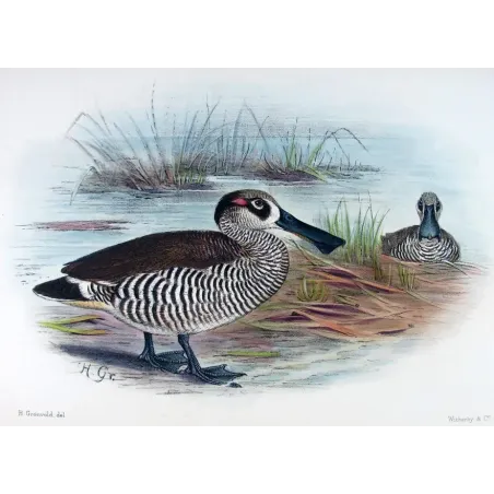Eastern Freckled Duck by Grønvold – Birds of Australia