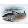 Western Pink-eared Duck (*Malacorhynchus assimilis*) – Original lithograph by Grønvold, Mathews (1910–27)