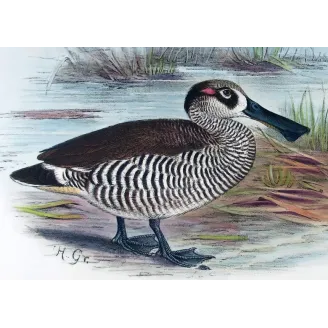 Eastern Freckled Duck by Grønvold – Birds of Australia