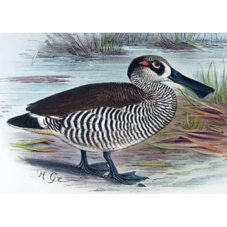 Eastern Freckled Duck by Grønvold – Birds of Australia