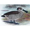 Western Pink-eared Duck (*Malacorhynchus assimilis*) – Original lithograph by Grønvold, Mathews (1910–27)