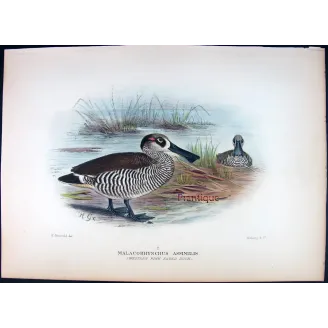 Eastern Freckled Duck by Grønvold – Birds of Australia