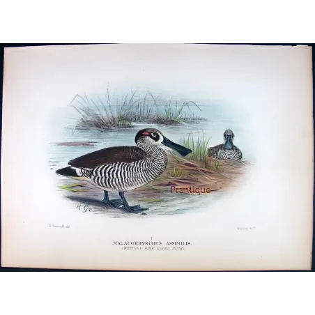 Eastern Freckled Duck by Grønvold – Birds of Australia