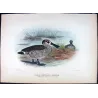 Western Pink-eared Duck (*Malacorhynchus assimilis*) – Original lithograph by Grønvold, Mathews (1910–27)