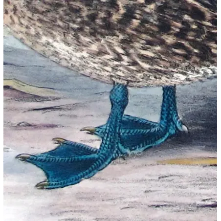Australian White-eyed Duck by Grønvold – Birds of Australia