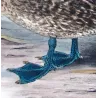 Eastern Freckled Duck (*Stictonetta naevosa*) – Original lithograph by Grønvold, Mathews (1910–27)