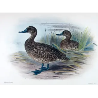 Australian White-eyed Duck by Grønvold – Birds of Australia
