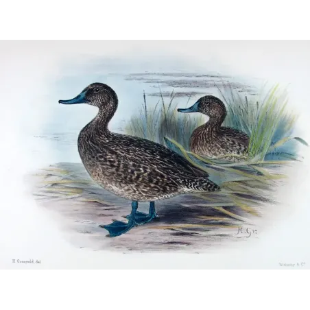 Australian White-eyed Duck by Grønvold – Birds of Australia